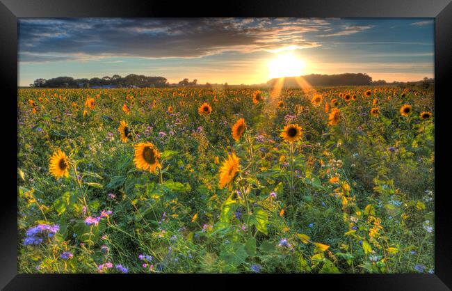 Sunflower Field Framed Print by Mick Vogel