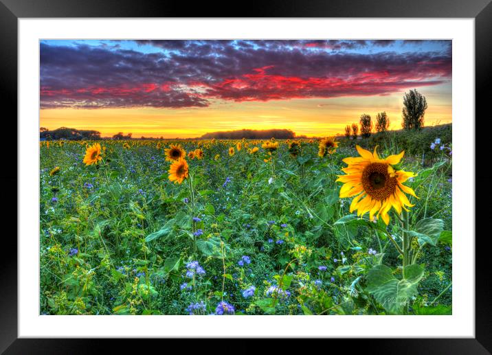 Sunflower Sunset Framed Mounted Print by Mick Vogel