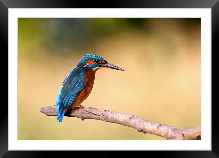 The Kingfisher Framed Mounted Print by Mick Vogel