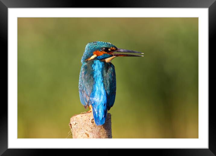 Calling Kingfisher Framed Mounted Print by Mick Vogel