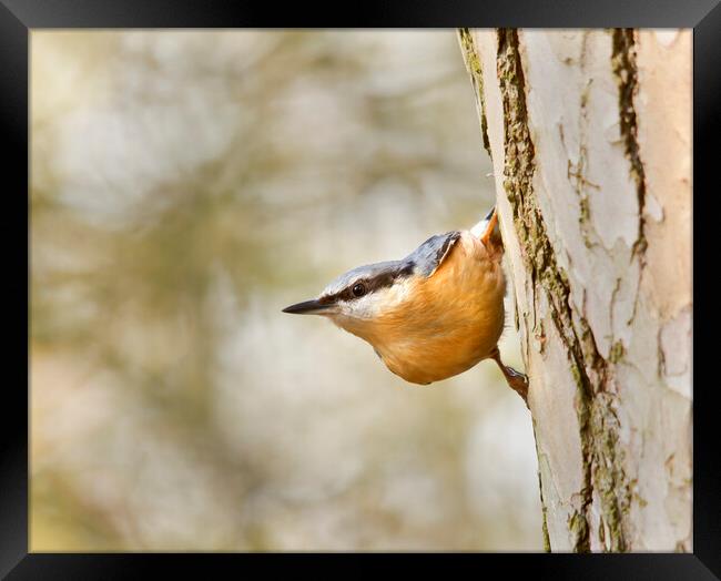 The Nuthatch Framed Print by Mick Vogel