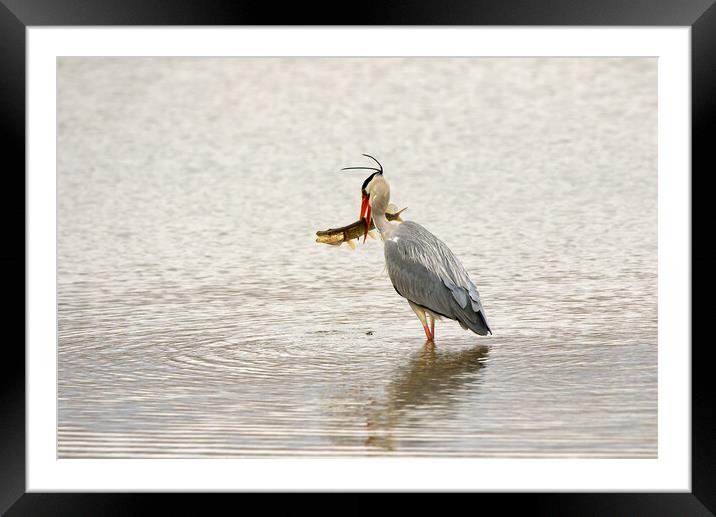 Grey Heron With Pike Framed Mounted Print by Mick Vogel