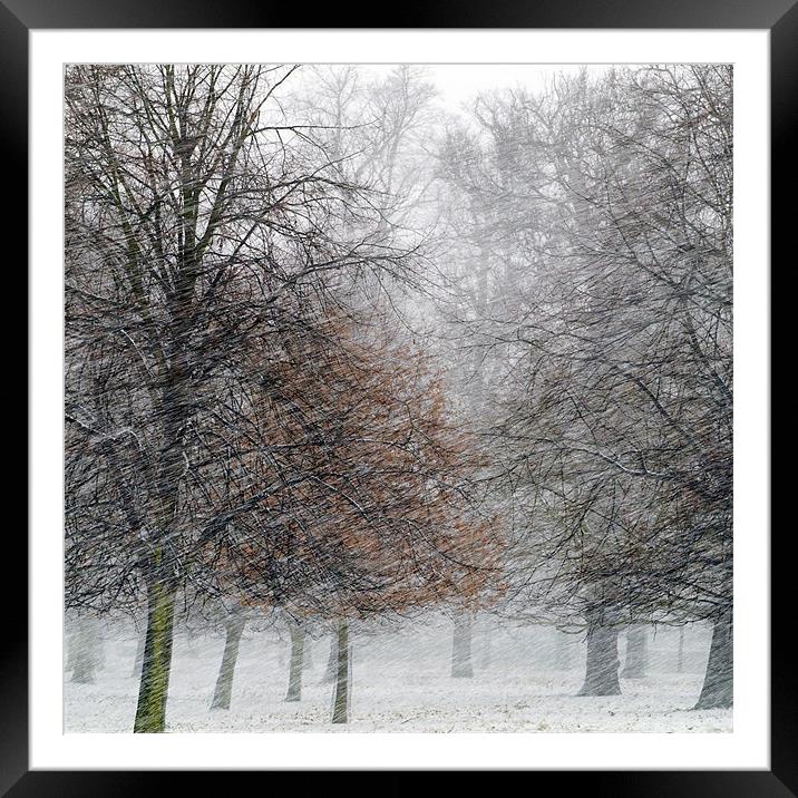 Blizzard Framed Mounted Print by Tracey Whitefoot