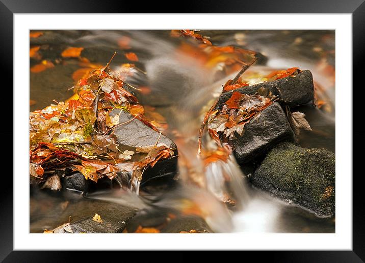 Autumn Flow Framed Mounted Print by Tracey Whitefoot