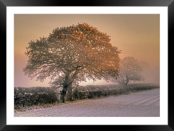 Winter Morning Framed Mounted Print by Tracey Whitefoot
