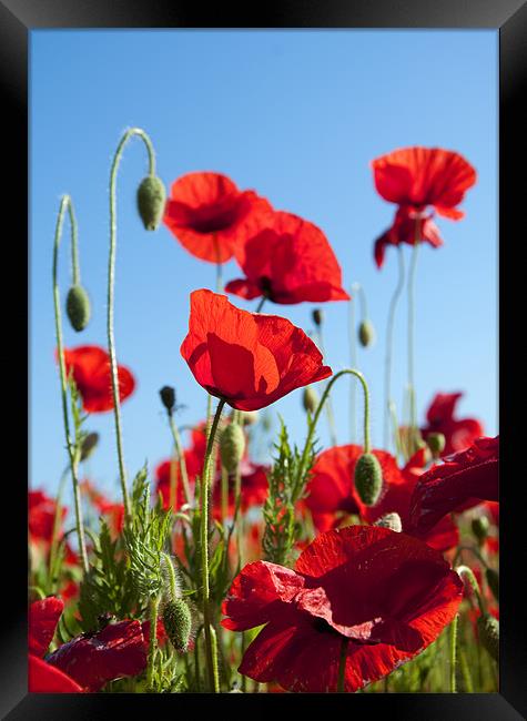 Poppies Framed Print by Tracey Whitefoot