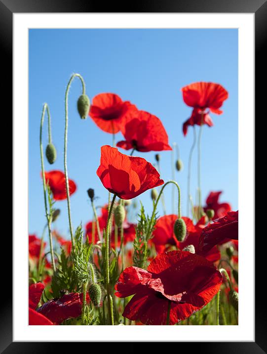 Poppies Framed Mounted Print by Tracey Whitefoot