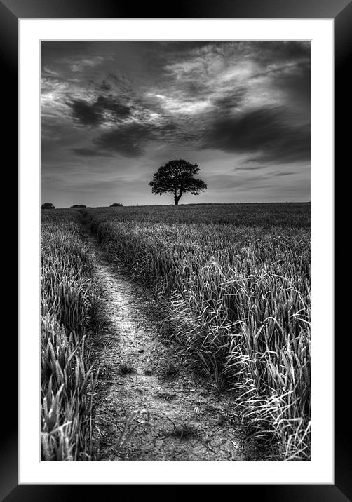 Lone Tree Framed Mounted Print by Tracey Whitefoot