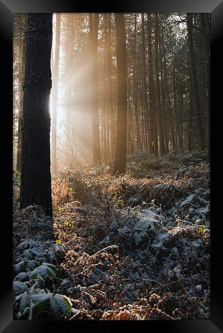 Woodland Light Framed Print by Tracey Whitefoot