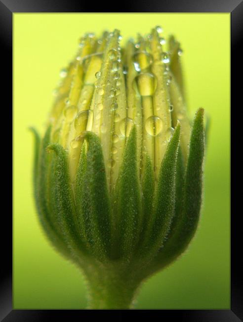 Osteospermum Bud Framed Print by Tracey Whitefoot
