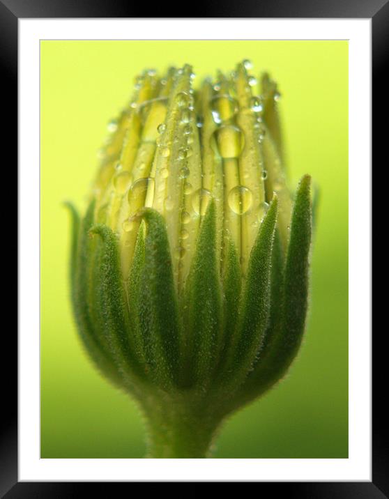 Osteospermum Bud Framed Mounted Print by Tracey Whitefoot