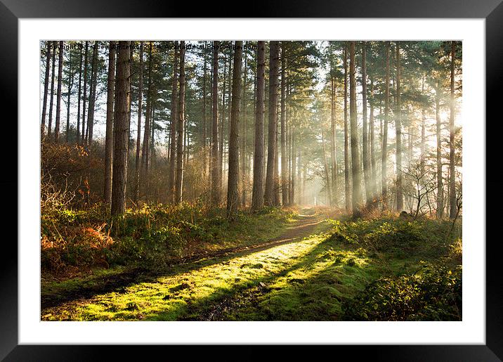 Early Morning Light Framed Mounted Print by Tracey Whitefoot