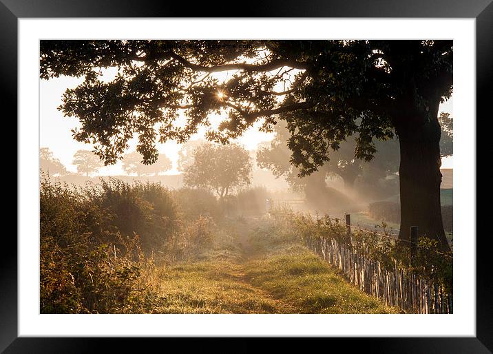 Morning Light Framed Mounted Print by Tracey Whitefoot