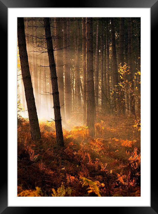 Autumn Light  Framed Mounted Print by Tracey Whitefoot