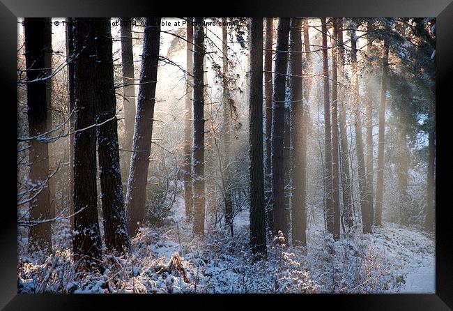 Winter Wonderland  Framed Print by Tracey Whitefoot