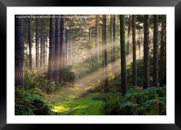 Woodland Rays  Framed Mounted Print by Tracey Whitefoot