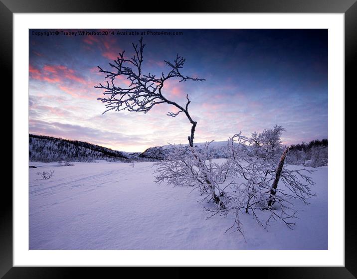 Frozen in the Twilight  Framed Mounted Print by Tracey Whitefoot