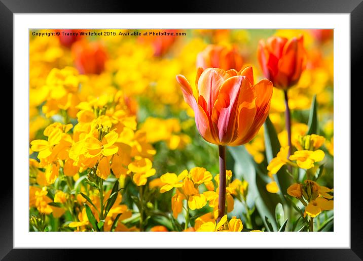  Tulips  Framed Mounted Print by Tracey Whitefoot