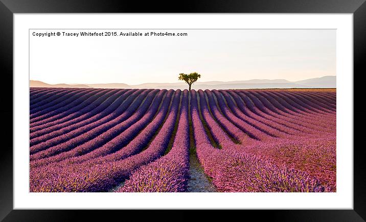  The Valensole Plateau Framed Mounted Print by Tracey Whitefoot