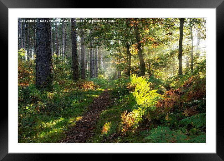 Autumn Morning II  Framed Mounted Print by Tracey Whitefoot
