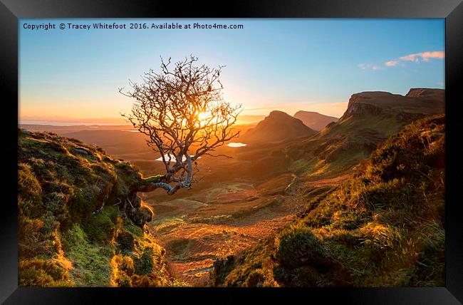 The Quiraing Tree Framed Print by Tracey Whitefoot