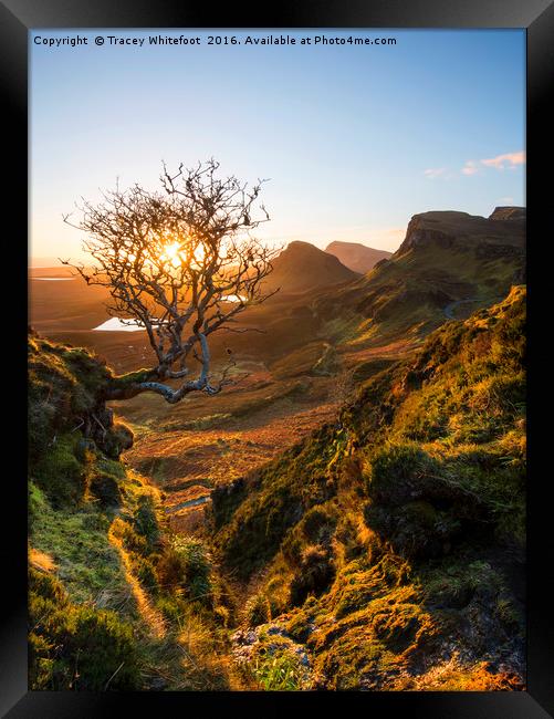 The Quiraing Tree  Framed Print by Tracey Whitefoot