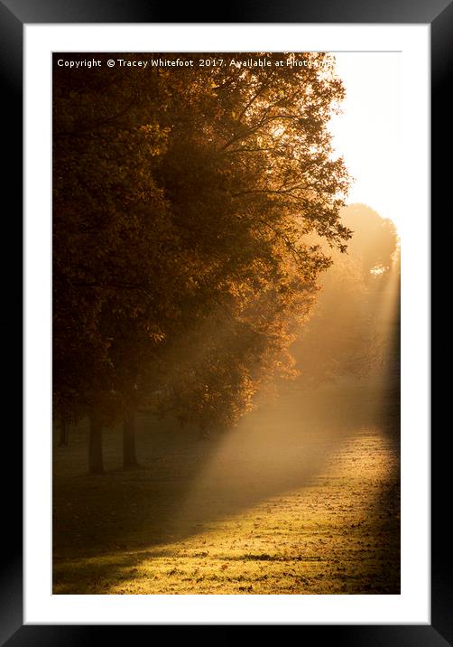 Autumn Light  Framed Mounted Print by Tracey Whitefoot