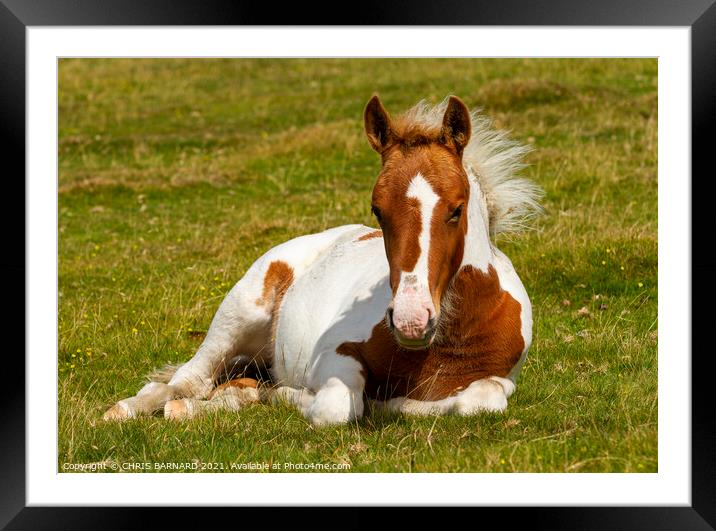 Bodmin Moor Pony Framed Mounted Print by CHRIS BARNARD