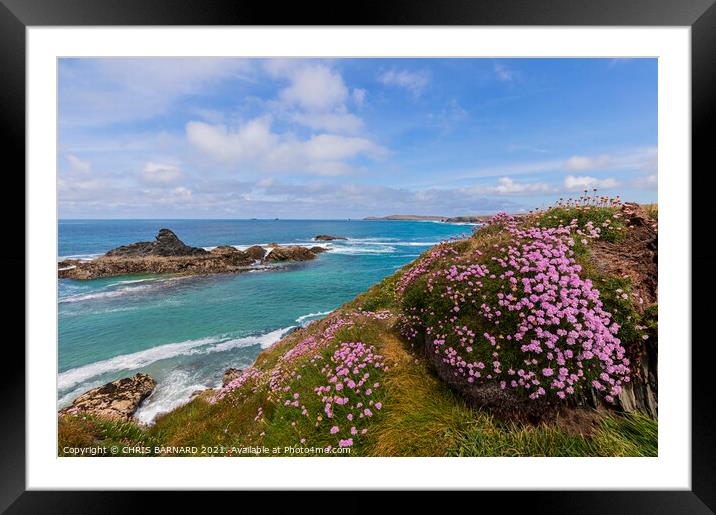 Porthcothan Sea Pinks Framed Mounted Print by CHRIS BARNARD