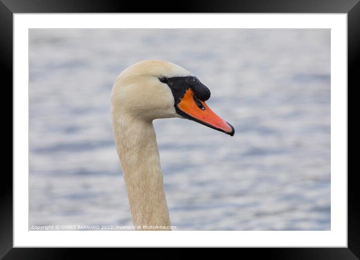 A swan next to a body of water Framed Mounted Print by CHRIS BARNARD