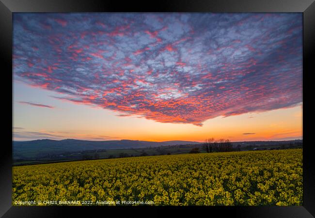 Rape Seed Flowers at sunset Framed Print by CHRIS BARNARD