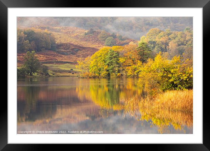 Autumn Colours at Rydal Water Framed Mounted Print by CHRIS BARNARD