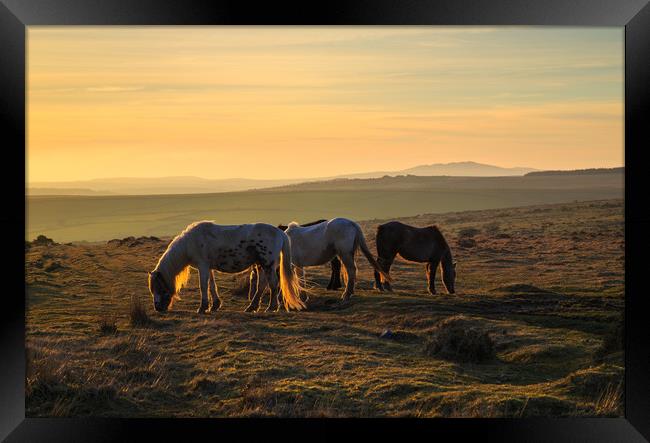 Ponies at sunset on Bodmin Moor Framed Print by CHRIS BARNARD
