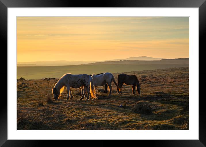 Ponies at sunset on Bodmin Moor Framed Mounted Print by CHRIS BARNARD