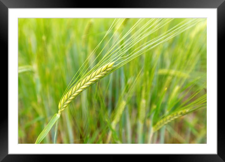 Barley Crop Framed Mounted Print by CHRIS BARNARD