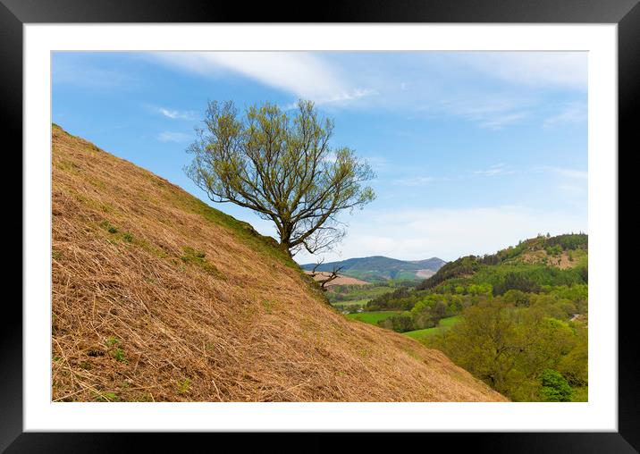 The Lone Tree Framed Mounted Print by CHRIS BARNARD