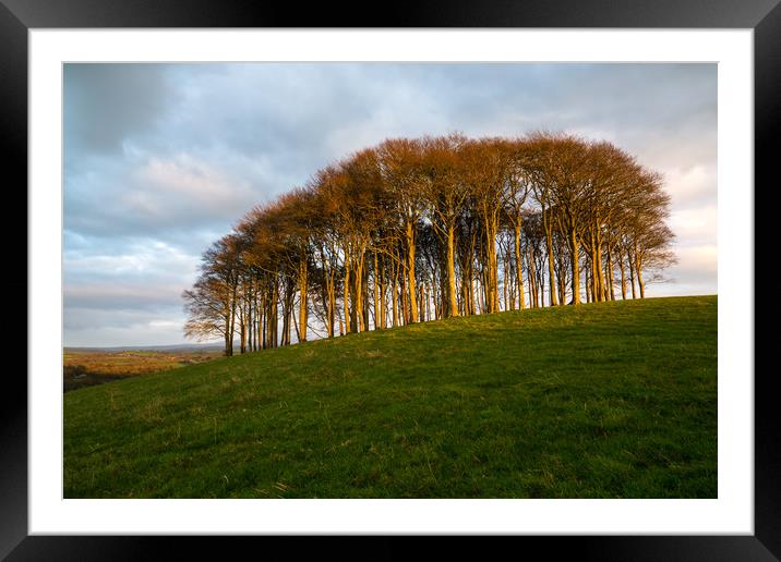 The Nearly Home Trees Framed Mounted Print by CHRIS BARNARD