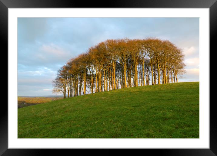 The Nearly Home Trees Framed Mounted Print by CHRIS BARNARD