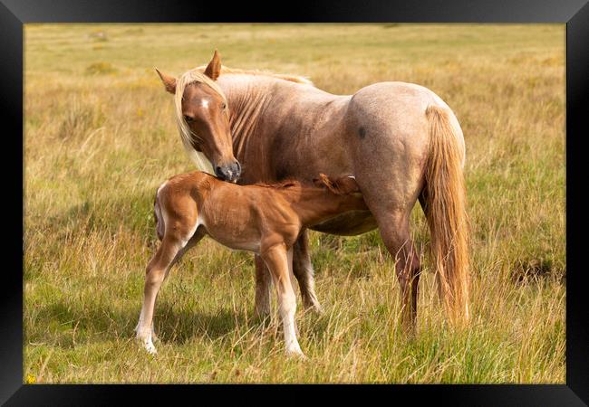 Mother And Foal Framed Print by CHRIS BARNARD