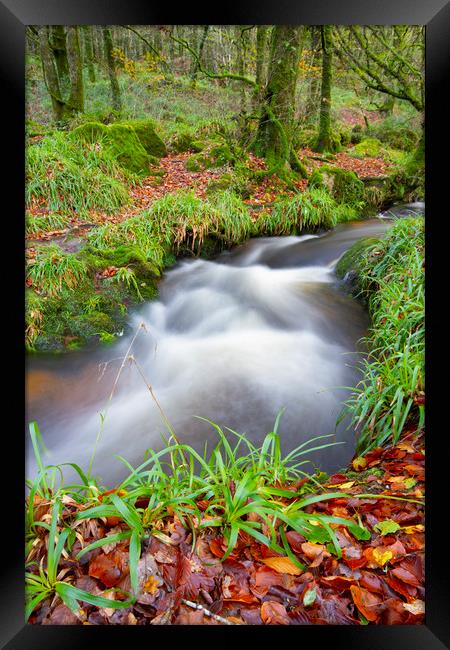 Golitha Woods Cornwall Framed Print by CHRIS BARNARD