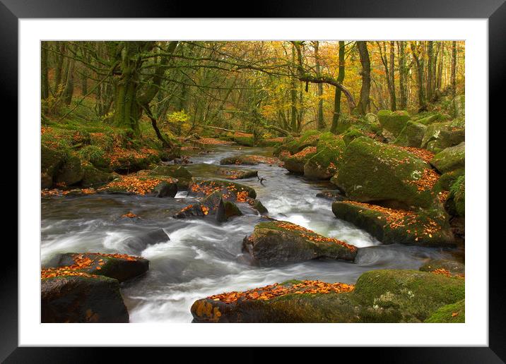 Autumn Gold Golitha Falls Framed Mounted Print by CHRIS BARNARD