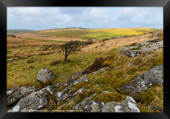 Windswept Bodmin Moor Framed Print by CHRIS BARNARD