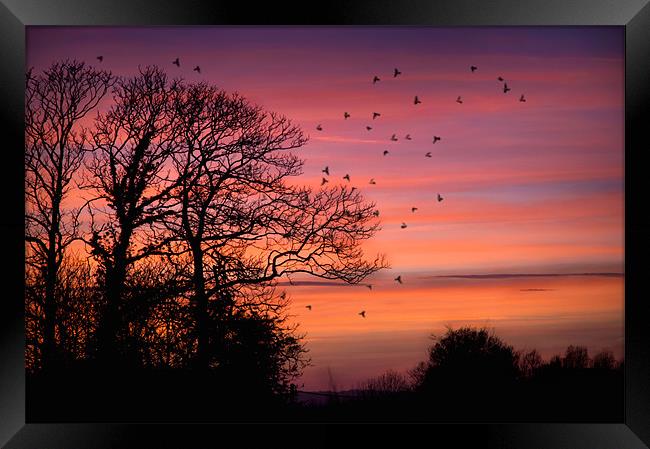 Home to Roost Framed Print by steve weston