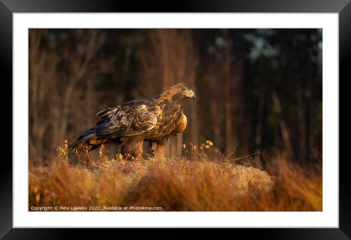 Golden Eagle Framed Mounted Print by Pete Lawless