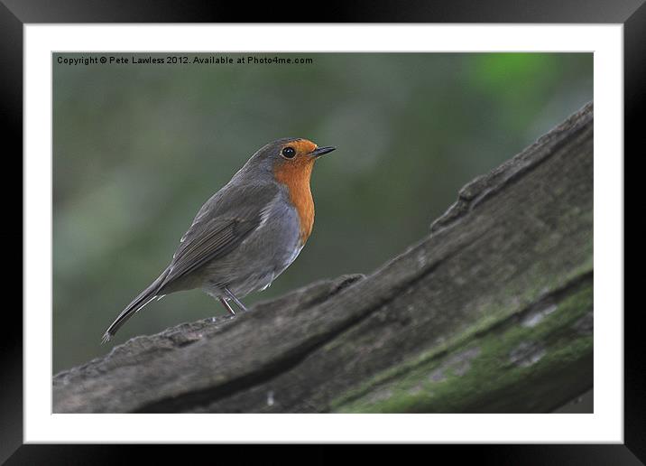 Robin (Erithacus rubecula) Framed Mounted Print by Pete Lawless