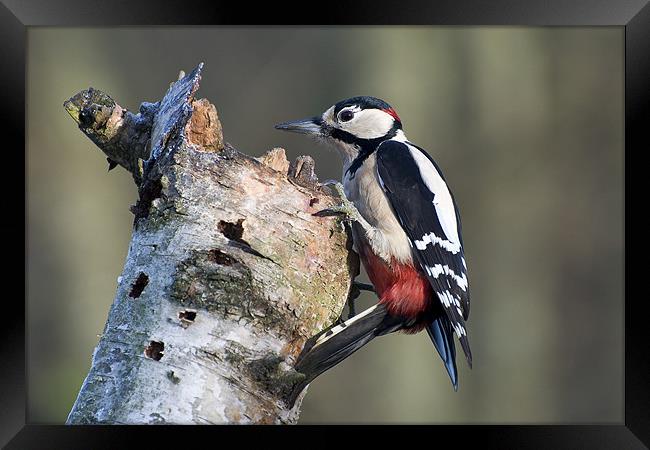Greater Spotted Woodpecker (Dendrocopos major) Framed Print by Pete Lawless