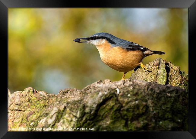 Eurasian Nuthatch Framed Print by Pete Lawless