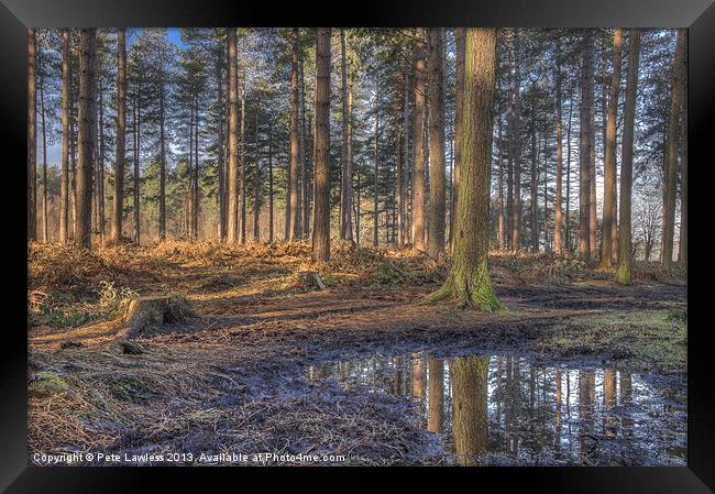 Forest Walk, Delamere Cheshire Framed Print by Pete Lawless