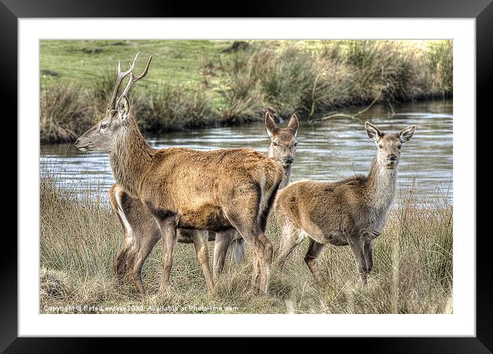 Stag and Hind Framed Mounted Print by Pete Lawless