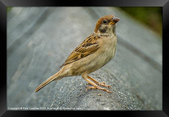 Eurasian Tree Sparrow (Passer montanus) Portrait Framed Print by Pete Lawless